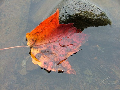 Picture of leaf floating in a puddle