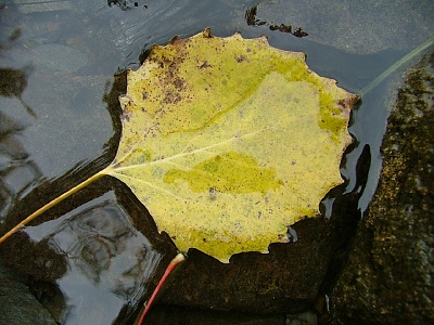 Picture of leaf floating in puddle
