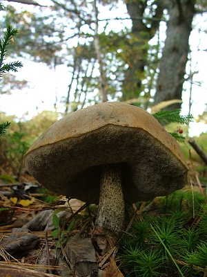 Picture of mushroom in forest