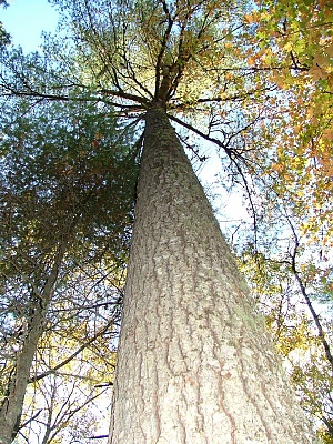 Picture of tree from below