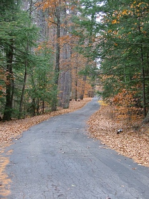 Wooded Road