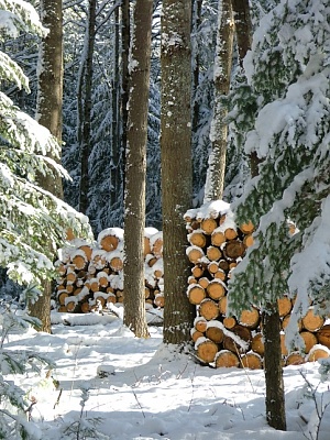 Cut and Stacked Wood in Winter